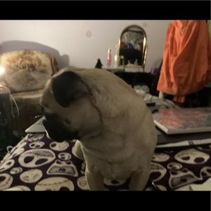 Meet your Posher, Renee